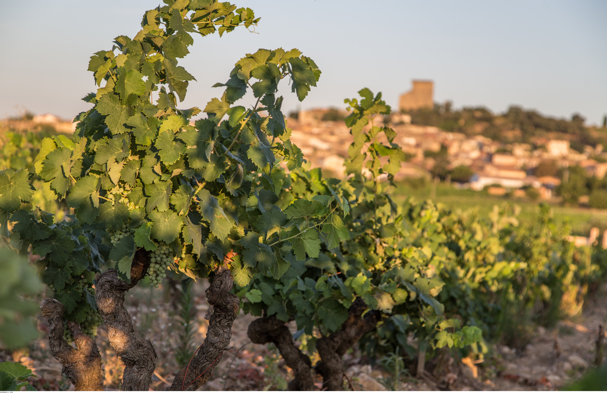 chateauneuf-du-pape - vignes-au-petit-matin - - Photo-Alain-Hocquel-1707